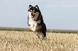 CHIEN FINNOIS DE LAPONIE 625